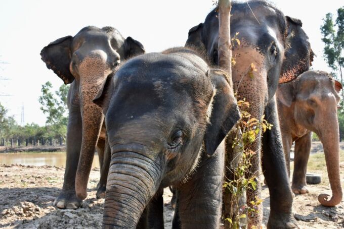 From Bangkok: Wildlife Rescue and Elephant Rescue Tour - Getting to the Tour
