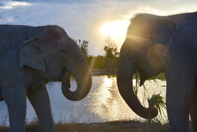 From Bangkok: Wildlife Rescue and Elephant Rescue Tour - Additional Information