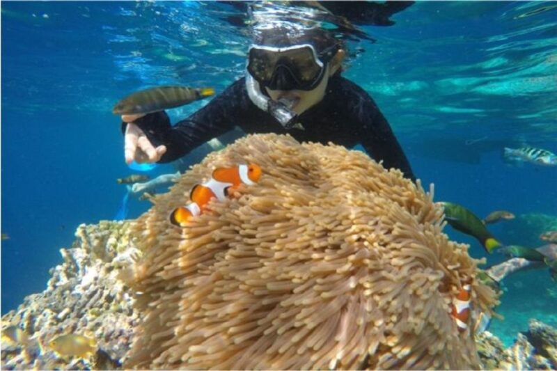 From Banyuwangi: A Private Tour Menjangan & Tabuhan - Key Points