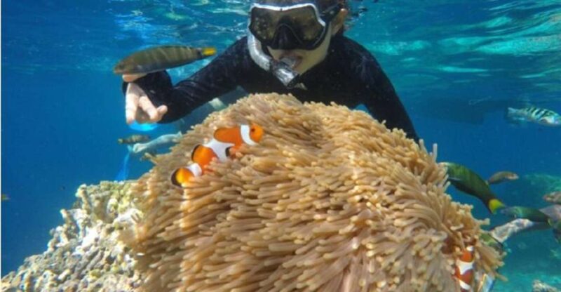 From Banyuwangi: A Private Tour Menjangan & Tabuhan - Snorkeling Experience