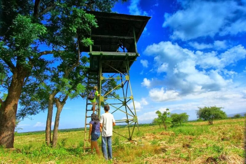 From Banyuwangi: Baluran Wildlife Safari Sunset Tour - Experience Highlights