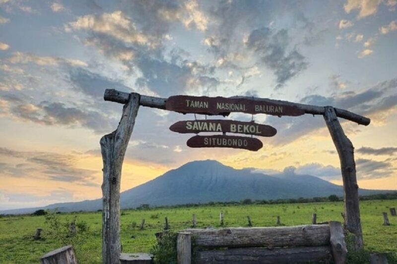 From Banyuwangi: Baluran Wildlife Safari Sunset Tour - Itinerary