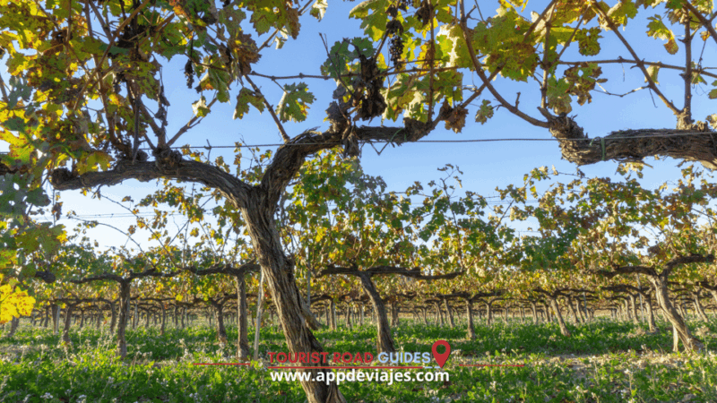 From Barcelona: 4X4 Off-Road Course, Lunch & Penedes Winery - Gourmet Lunch Experience