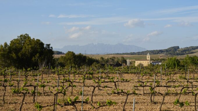 From Barcelona: Create Your Own Cava Workshop & Tasting - Farmhouse and Vineyards Tour