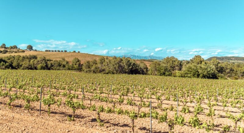 From Barcelona: Montserrat, Organic Winery Private Tour - Montserrat Exploration