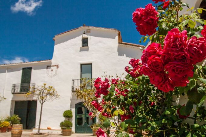From Barcelona: Private Wine, Tapas and Cava Tour - Vineyard Exploration