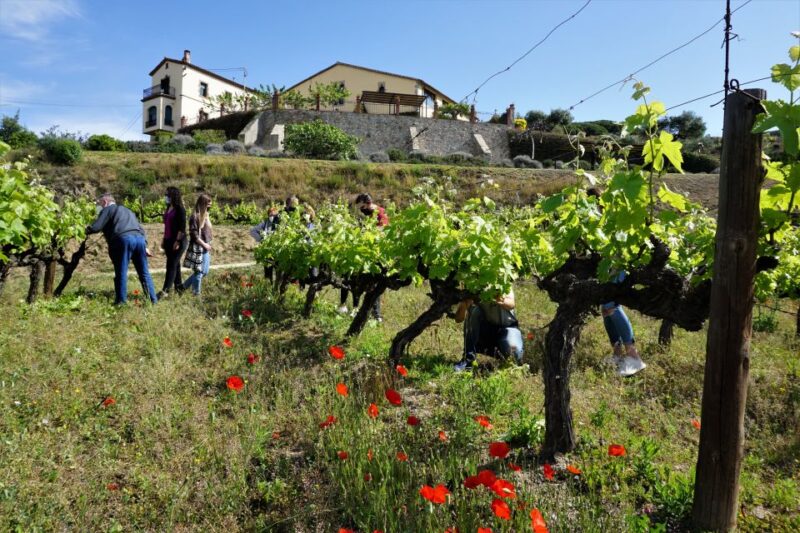 From Barcelona: Sailing and E-Bike Winery Tour With Tastings - Eco-Friendly Exploration