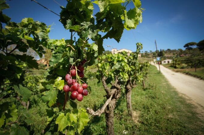 From Barcelona: Sailing and E-Bike Winery Tour With Tastings - Meeting Point Options