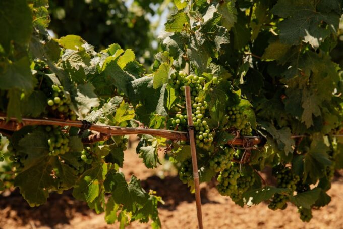 From Barcelona: SITGES Tour + PENEDÈS Wine Tasting & TAPAS - Frequently Asked Questions
