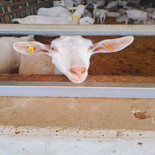 From Bari: Burrata Cheese Experience in a Local Dairy Farm - Pricing and Reservation Details