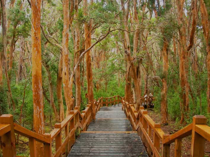 From Bariloche: Victoria Island and Myrtle Forest Boat Trip - Itinerary and Experience