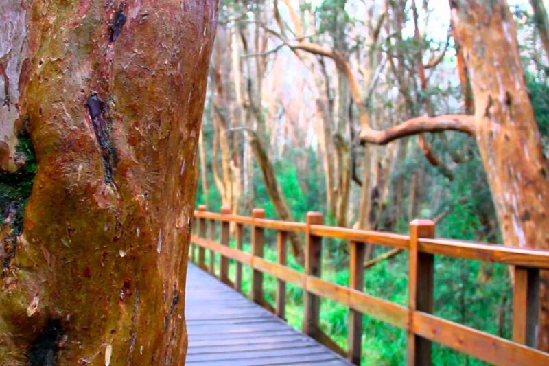 From Bariloche: Victoria Island & the Arrayanes Forest Tour - Booking Information
