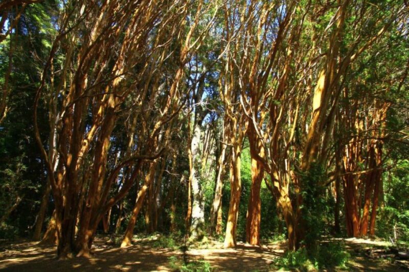 From Bariloche: Victoria Island & the Arrayanes Forest Tour - Tour Highlights