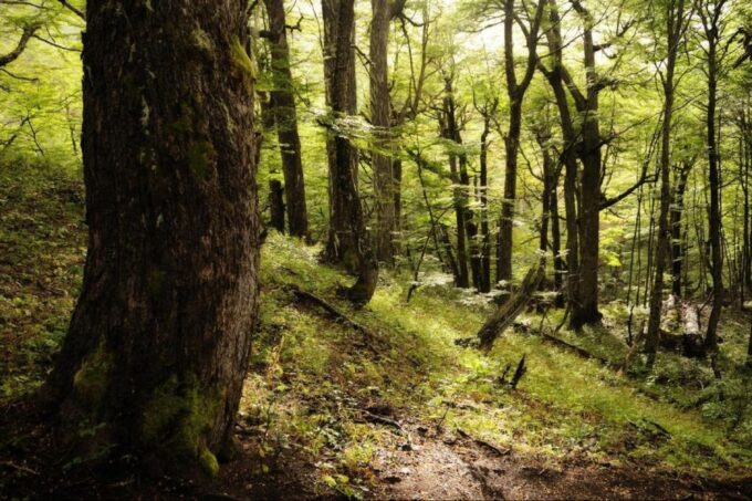From Bariloche: Victoria Island & the Arrayanes Forest Tour - Departure From Puerto Pañuelo