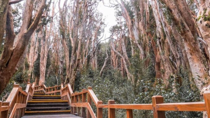 From Bariloche: Victoria Island & the Arrayanes Forest Tour - Exploring Quetrihue Peninsula