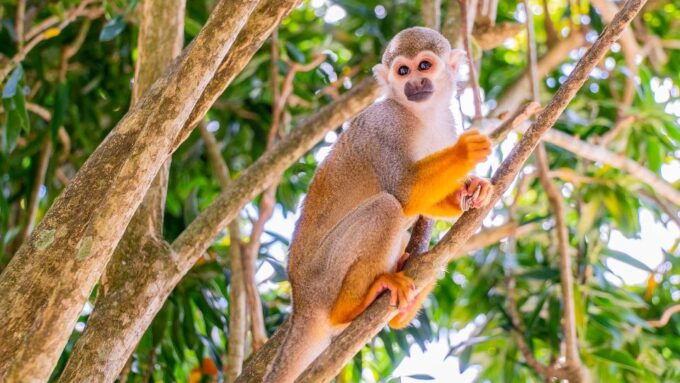 From Bayahibe: Half Day Monkeyland Safari - Safety and Restrictions