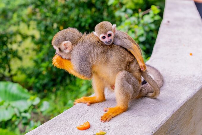 From Bayahibe: Half Day Monkeyland Safari - Frequently Asked Questions