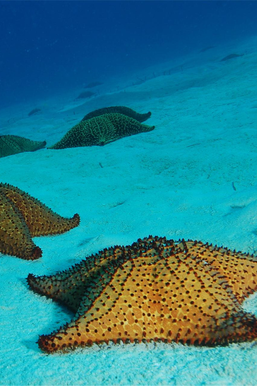 From Bayahibe: Private Starfish Cay Half-Day Experience - Experience Highlights