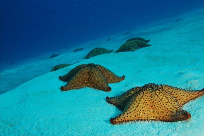From Bayahibe: Private Starfish Cay Half-Day Experience - Suitability