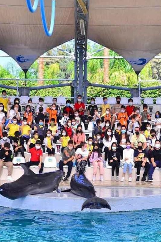 From Belek: Dolphin Show With Transfers - Dolphin Show Details