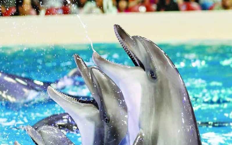 From Belek: Dolphin Show With Transfers - Transportation and Pickup