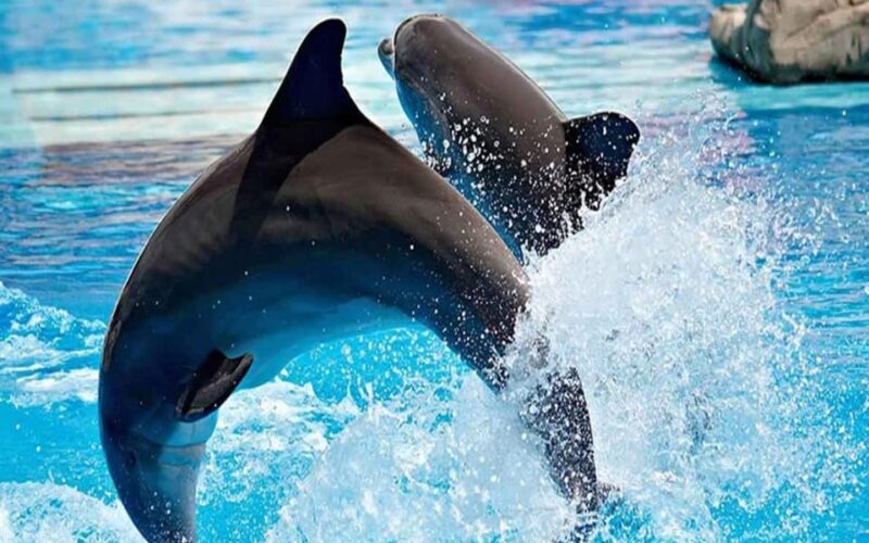 From Belek: Dolphin Show With Transfers - Ticket Inclusions