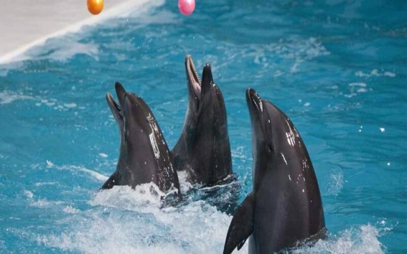 From Belek: Dolphin Show With Transfers - Unique Experience