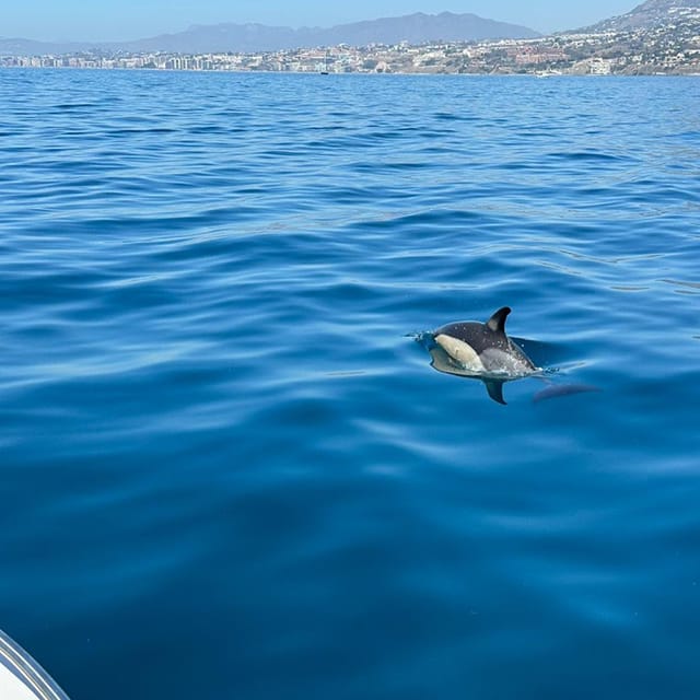 From Benalmadena: Boat Rental With No License Required - Pricing