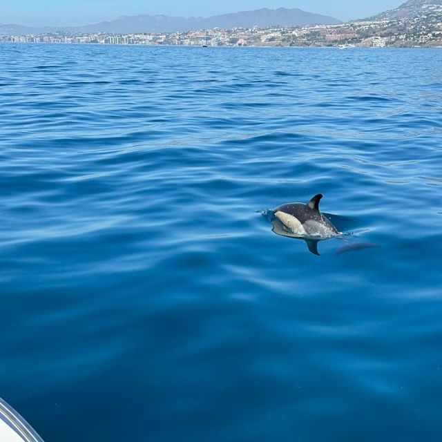 From Benalmadena: Experience Boat Rental No Need License - Group Capacity and Pricing