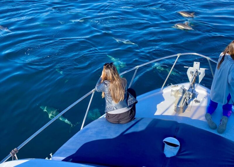 From Benalmádena & Torremolinos: Dolphin Watch Boat Trip - Highlights of the Experience