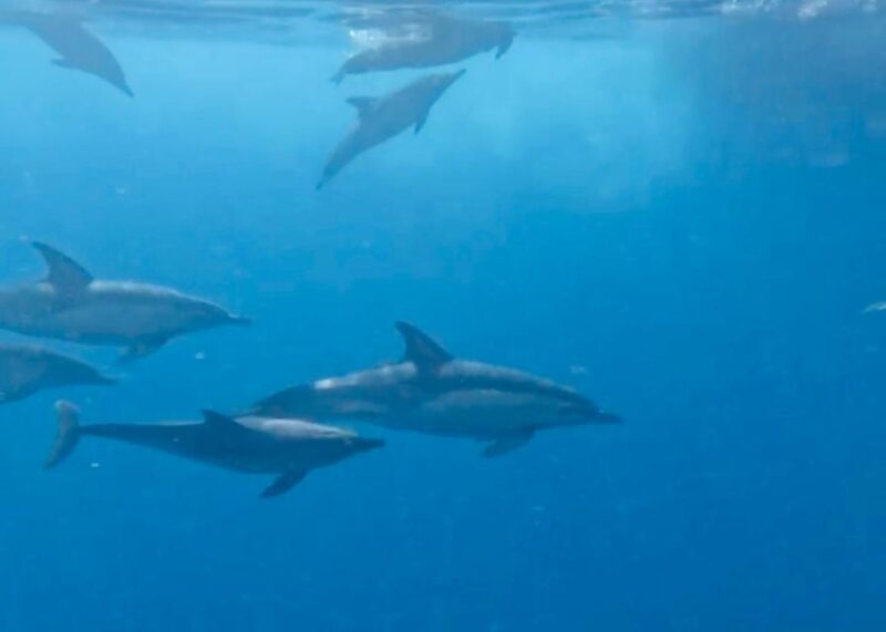 From Benalmádena & Torremolinos: Dolphin Watch Boat Trip - Customer Feedback and Ratings