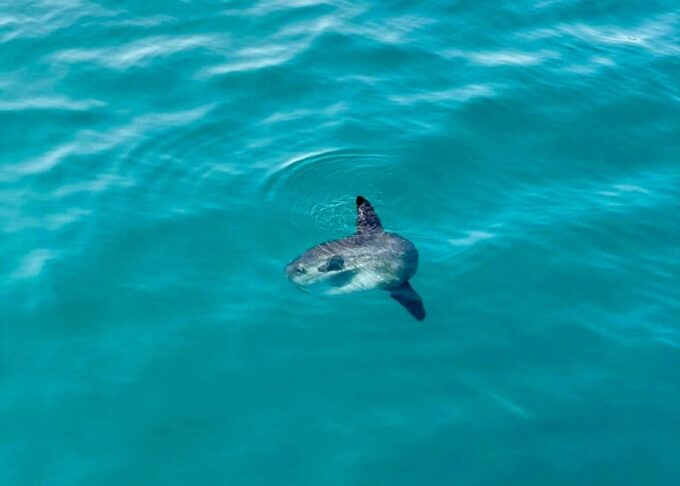 From Benalmádena & Torremolinos: Dolphin Watch Boat Trip - Dolphin Spotting Opportunities
