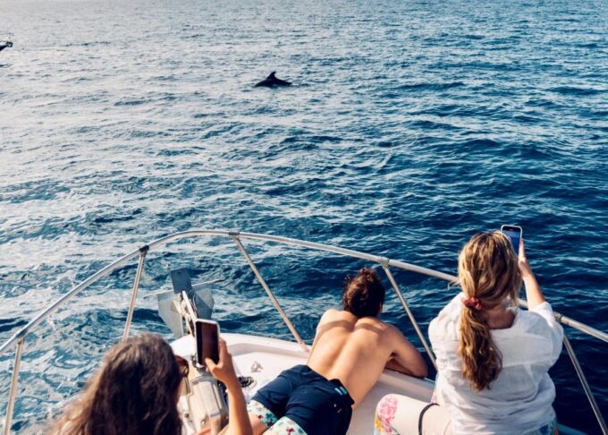 From Benalmádena & Torremolinos: Dolphin Watch Boat Trip - Frequently Asked Questions