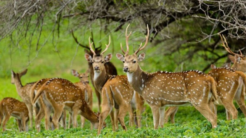 From Bentota: 2-Day Hill Country Tour - Reserve Now and Pay Later