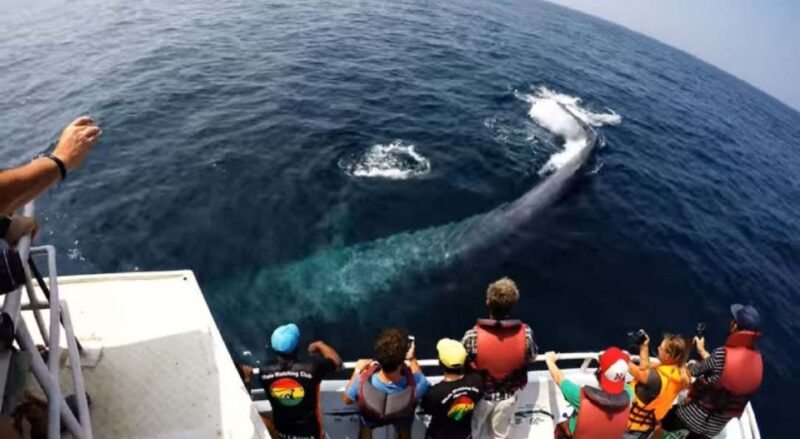 From Bentota: 2-Day Tour to Wild Wonders and Galle Fort - Whale Watching and Tunnel Temple