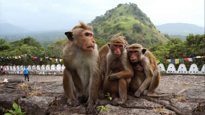 From Bentota: Day Trip to Sigiriya and Dambulla Temple - Suitability and Requirements