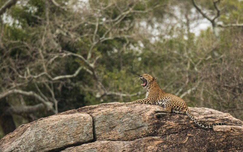 From Bentota: Full-Day Yala National Park Safari Tour - Itinerary Details