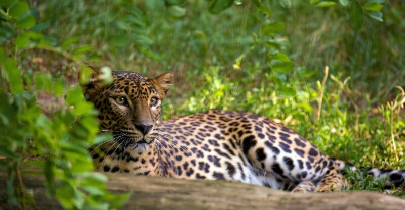 From Bentota: Full-Day Yala National Park Safari Tour - Wildlife Experience