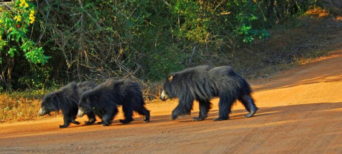 From Bentota: Full-Day Yala National Park Safari Tour - Booking Confirmation