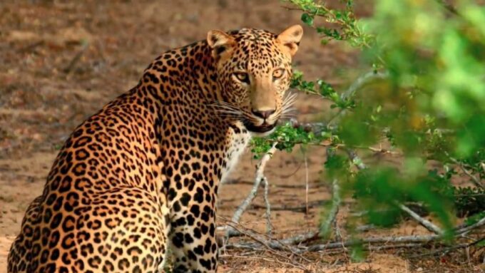 From Bentota: Full-Day Yala National Park Safari Tour - Recap