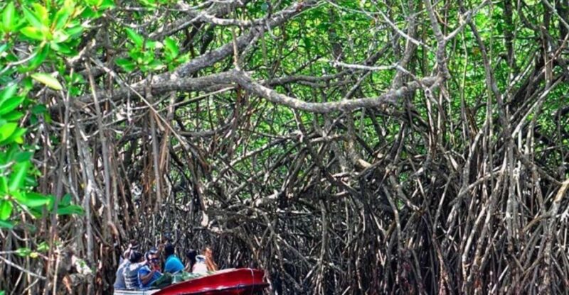 From Bentota: Madu River Safari & Turtle Hatchery Visit - Itinerary and Highlights