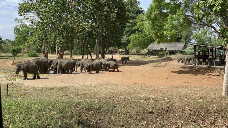 From Bentota: Udawalawa National Park Wildlife Safari - Itinerary and Activities