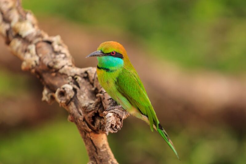 From Bentota: Udawalawa National Park Wildlife Safari - Cancellation and Refund Policy
