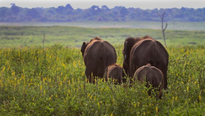 From Bentota: Udawalawa National Park Wildlife Safari - Udawalawa Elephant Transit Home