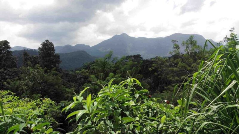 From Bentota: Wonders of Hill Country Exploration Tour - Itinerary Details
