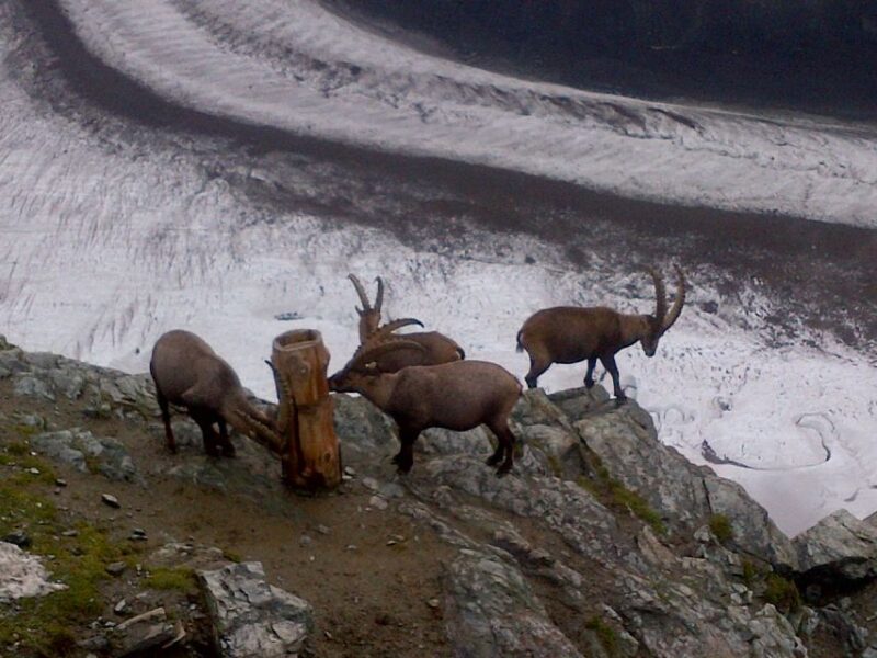 From Bern: Small Group Tour to Zermatt and Mt. Gornergrat - Itinerary Highlights