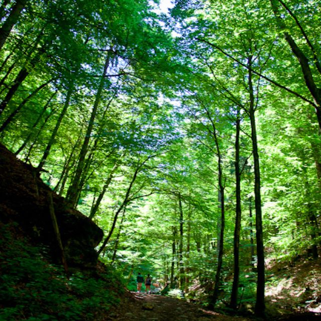 From Bled: Half-Day Pokljuka Gorge Trail Hike - Customer Feedback and Ratings