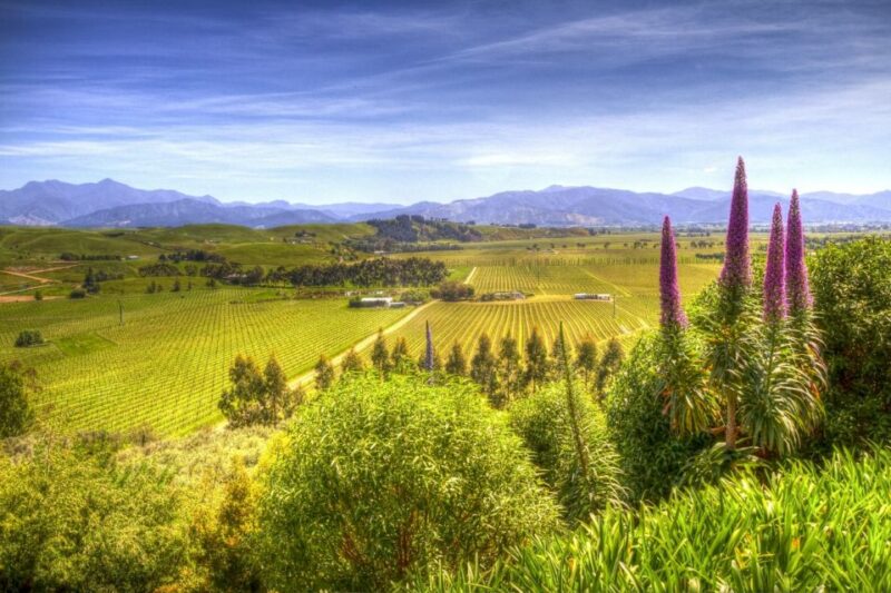 From Blenheim/Picton: Marlborough Gourmet Wine Tasting Tour - Key Points