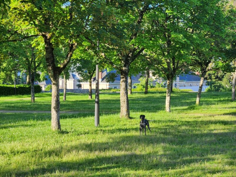 From Blois: Cycling With Canine Companions - Key Points