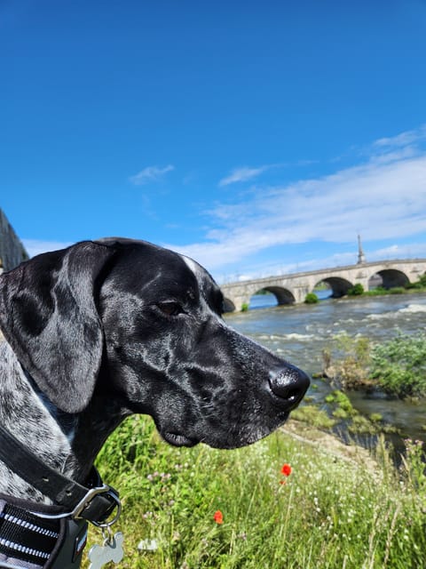 From Blois: Cycling With Canine Companions - Highlights and Features
